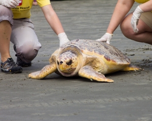 Sea Turtle  release